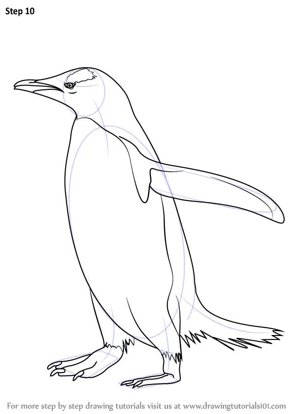 Learn How to Draw a Gentoo Penguin (Antarctic Animals) Step by Step