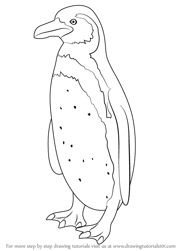 Learn How to Draw a Humboldt Penguin (Antarctic Animals) Step by Step