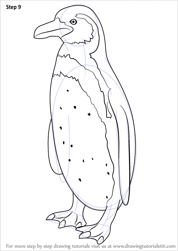 Learn How to Draw a Humboldt Penguin (Antarctic Animals) Step by Step