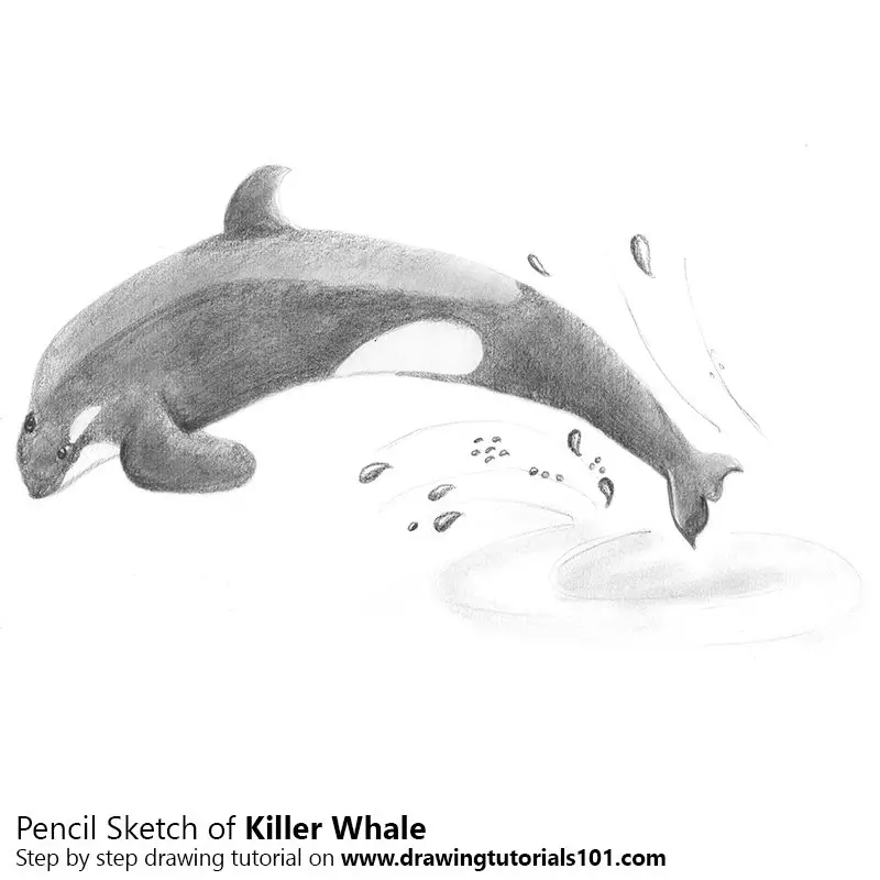 Killer Whale Pencil Drawing - How to Sketch Killer Whale using Pencils
