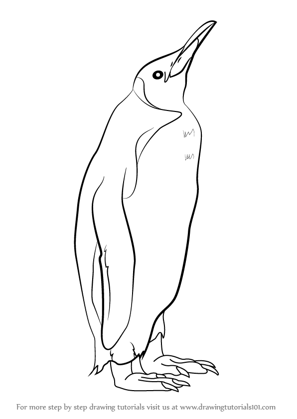 Learn How to Draw a King Penguin (Antarctic Animals) Step by Step