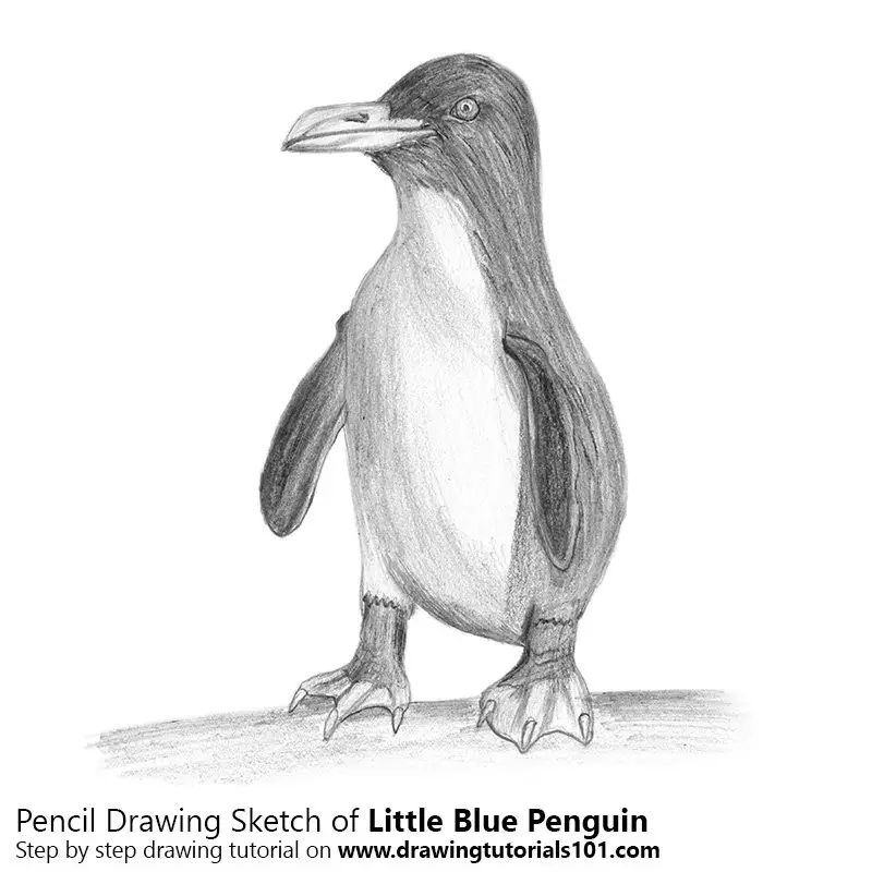 Pencil Sketch of Little Blue Penguin - Pencil Drawing