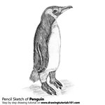 How to Draw a Penguin