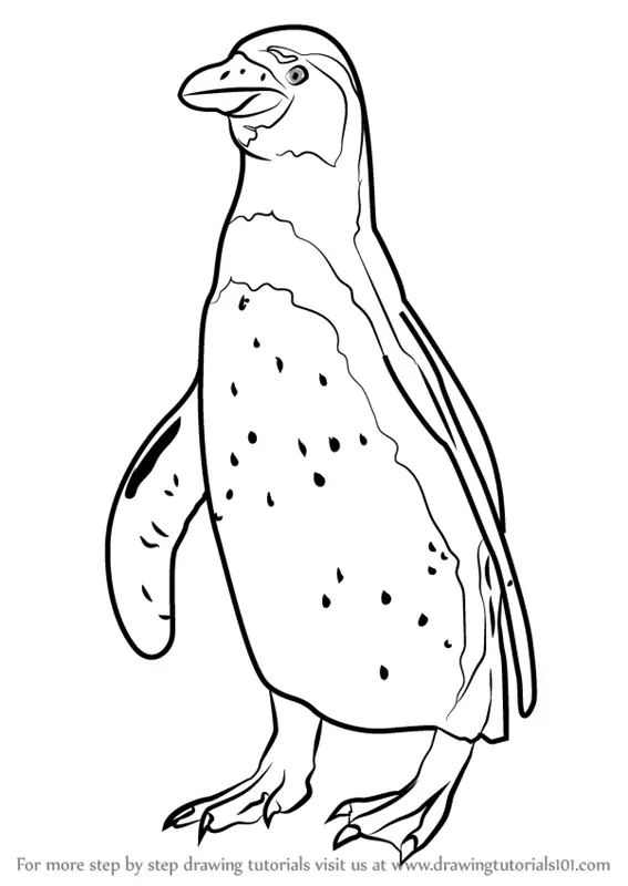 Learn How to Draw Penguin Standing (Antarctic Animals) Step by Step :  Drawing Tutorials