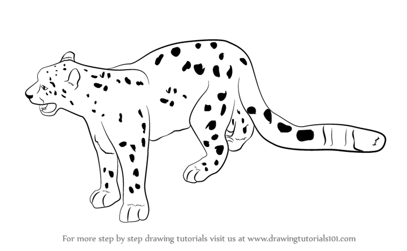 Learn How to Draw a Snow Leopard (Antarctic Animals) Step by Step