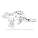 How to Draw a Snow Leopard