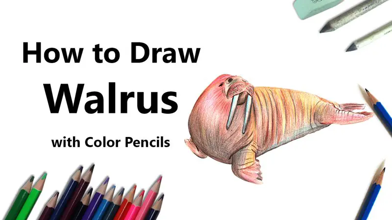 Walrus Color Pencil Drawing