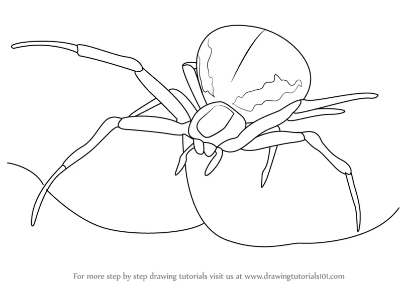 Featured image of post How To Draw A Tarantula Easy Step By Step Start off with a pencil sketch