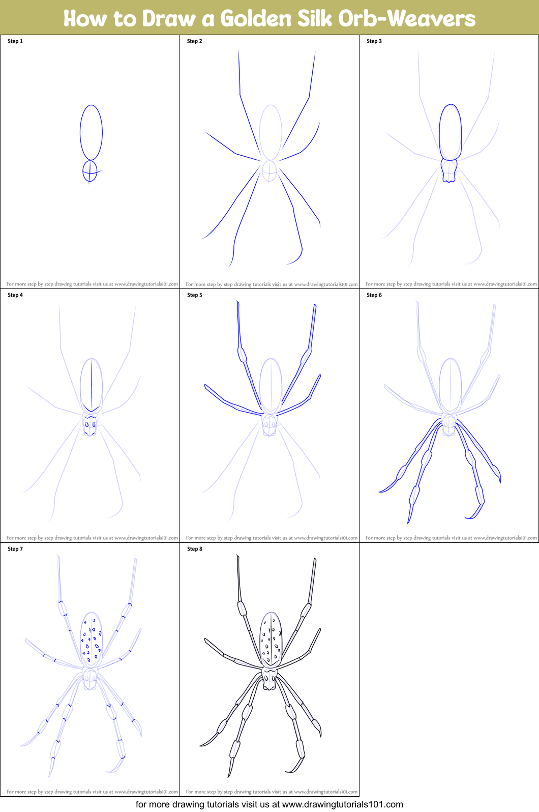 How to Draw a Golden Silk Orb-Weavers printable step by step drawing