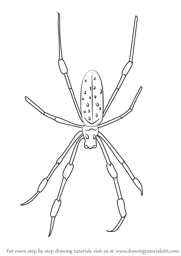 Step by Step How to Draw a Golden Silk Orb-Weavers