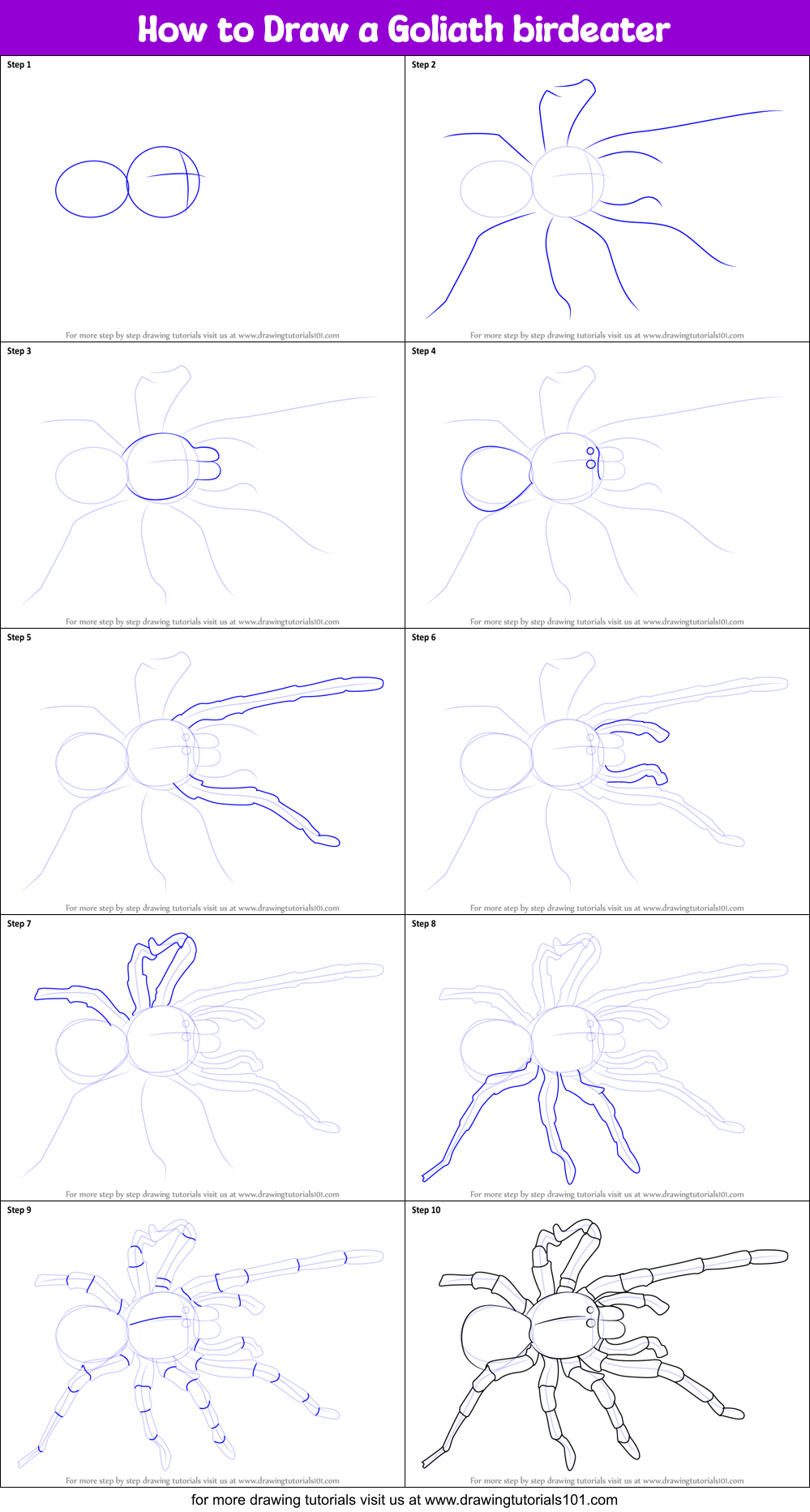 How to Draw a Goliath birdeater Printable Step by Step