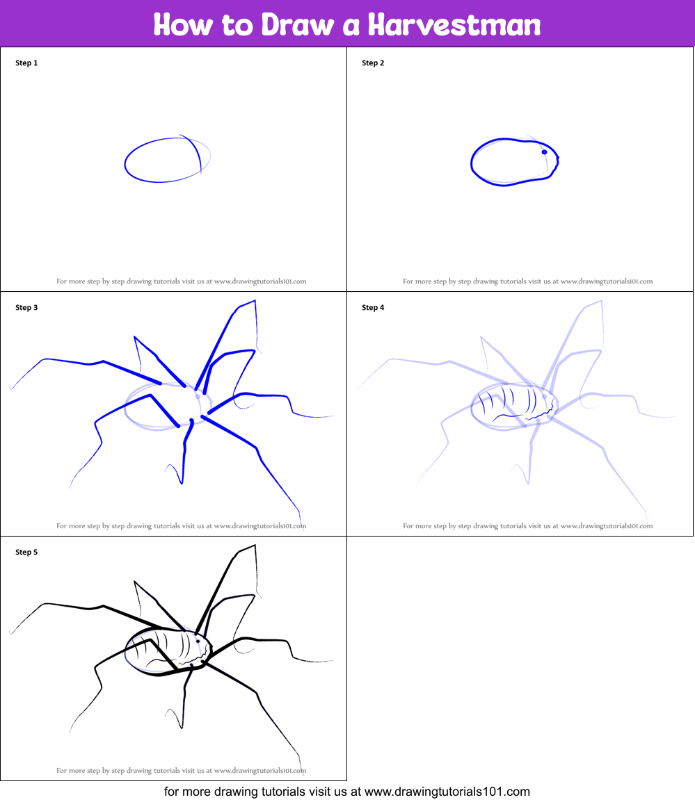 How to Draw a Harvestman Printable Step by Step