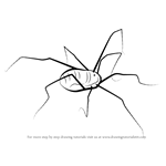 How to Draw a Harvestman