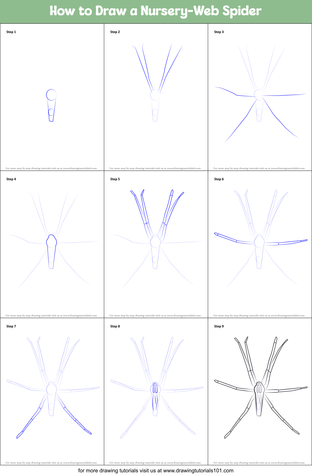 How to Draw a Nursery-Web Spider Printable Step by Step