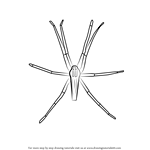 How to Draw a Nursery-Web Spider