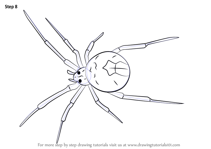 Learn How to Draw a Redback spider (Arachnids) Step by Step : Drawing