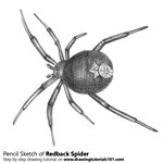 How to Draw a Redback spider