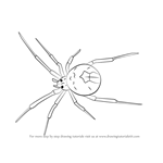 How to Draw a Redback spider