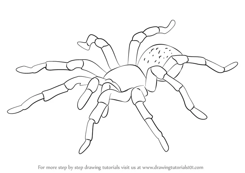 Featured image of post How To Draw A Tarantula Please pause the how to draw a tarantula video after each step to draw at your own pace