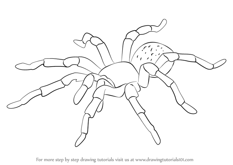 Featured image of post How To Draw A Tarantula Please pause the how to draw a tarantula video after each step to draw at your own pace