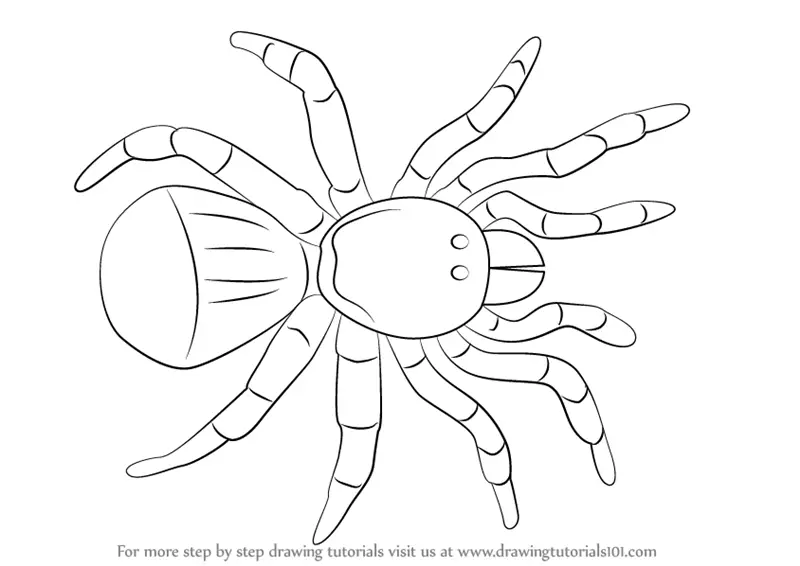 Featured image of post How To Draw A Tarantula Easy Step By Step Close to 1 000 easy step by step drawing guides