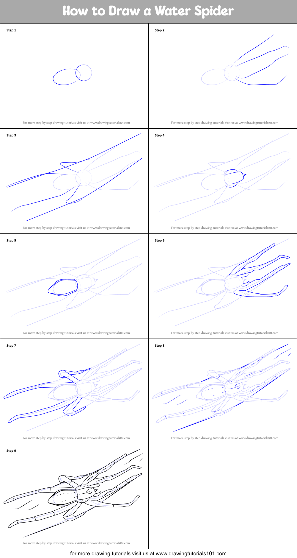 How to Draw a Water Spider Printable Step by Step