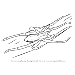 How to Draw a Water Spider