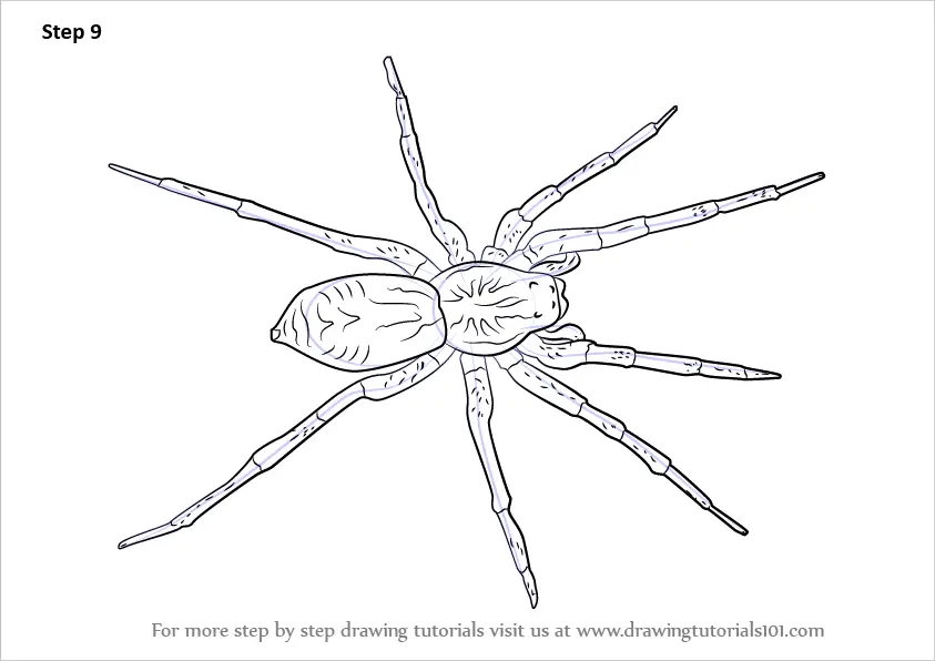 Step by Step How to Draw a Wolf Spider : DrawingTutorials101.com