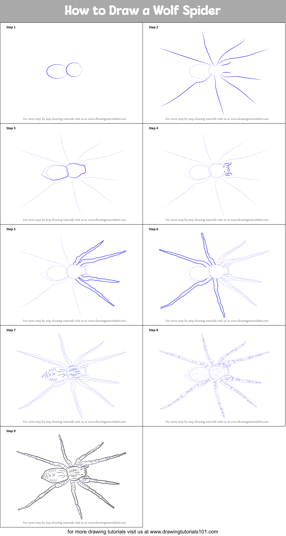How to Draw a Wolf Spider Printable Step by Step