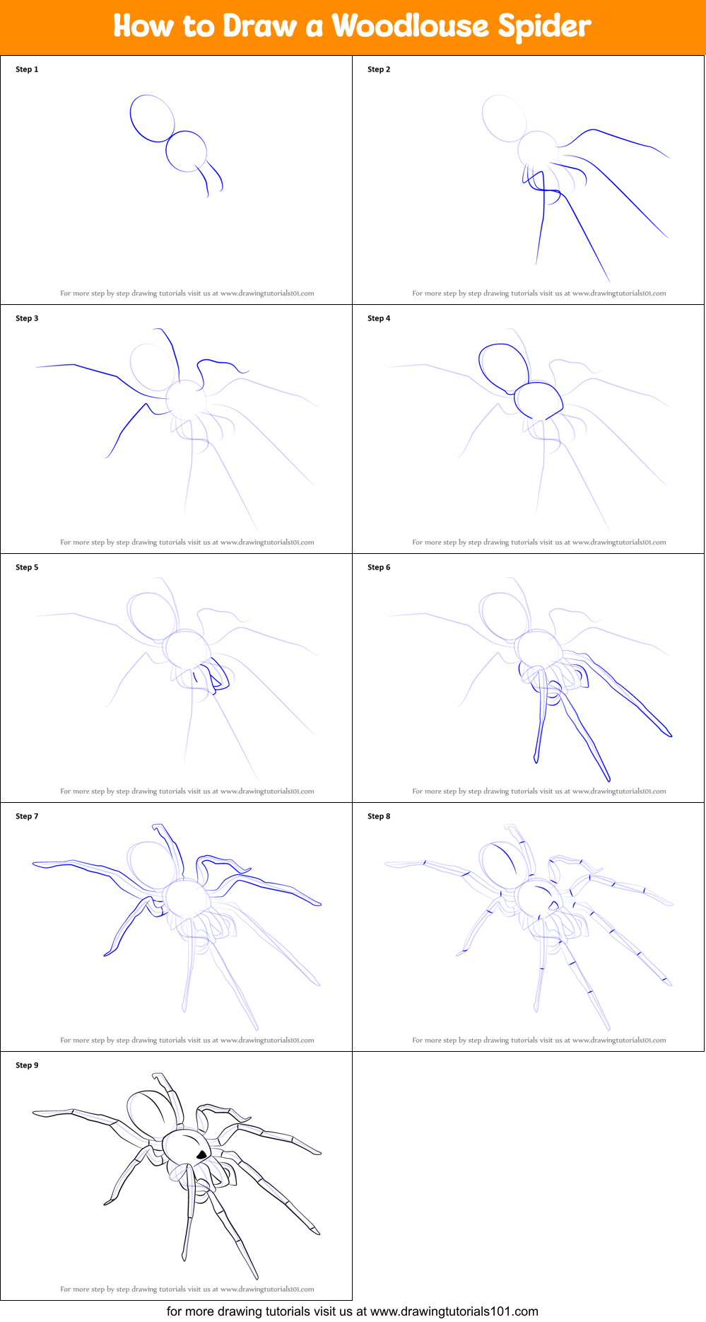 How to Draw a Woodlouse Spider Printable Step by Step