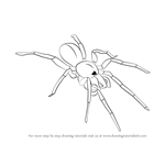 How to Draw a Woodlouse Spider