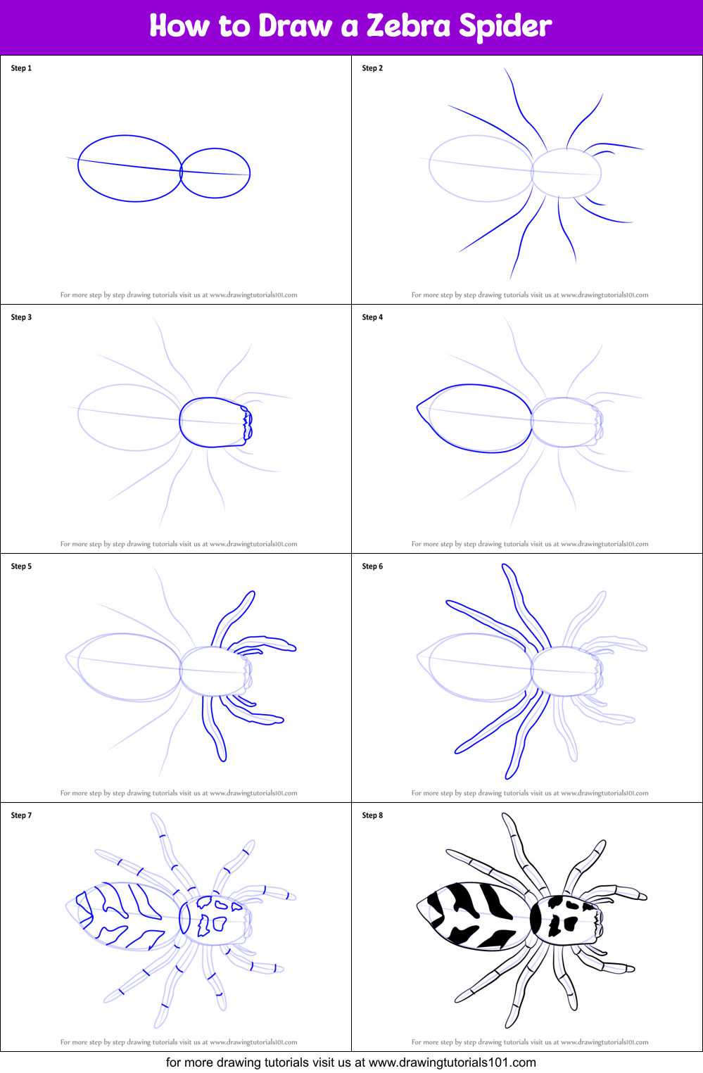 How to Draw a Zebra Spider Printable Step by Step