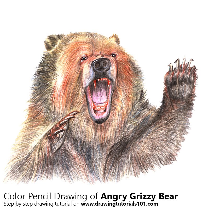 Angry Grizzly Bear Colored Pencils - Drawing Angry Grizzly Bear with