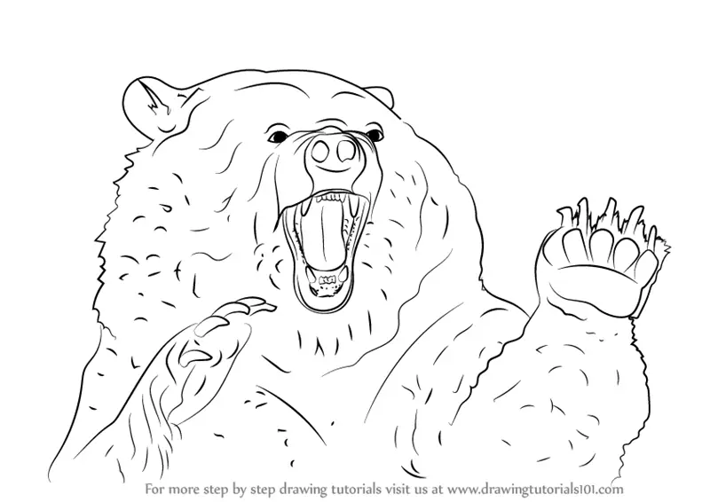Learn How to Draw an Angry Grizzly Bear (Bears) Step by Step : Drawing