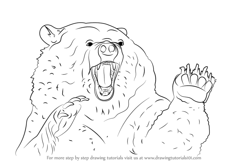 grizzly bear drawing step by step