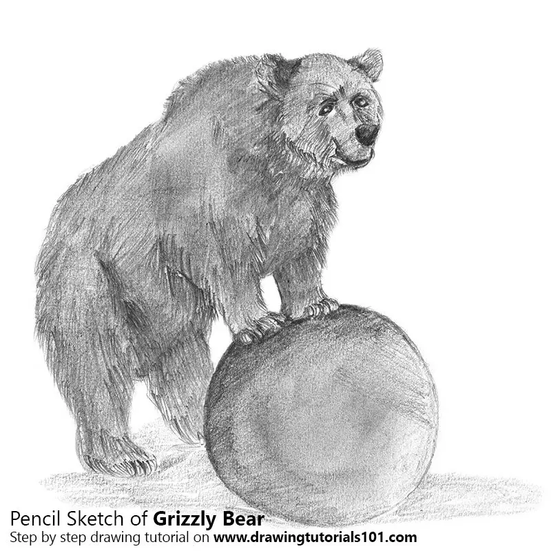 Pencil Sketch of Grizzly Bear - Pencil Drawing