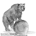 How to Draw a Grizzly Bear