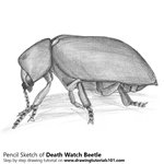 How to Draw a Death Watch Beetle