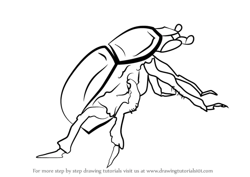 Cartoon Dung Beetle Drawing Line Stock Illustration 1297515757   Shutterstock