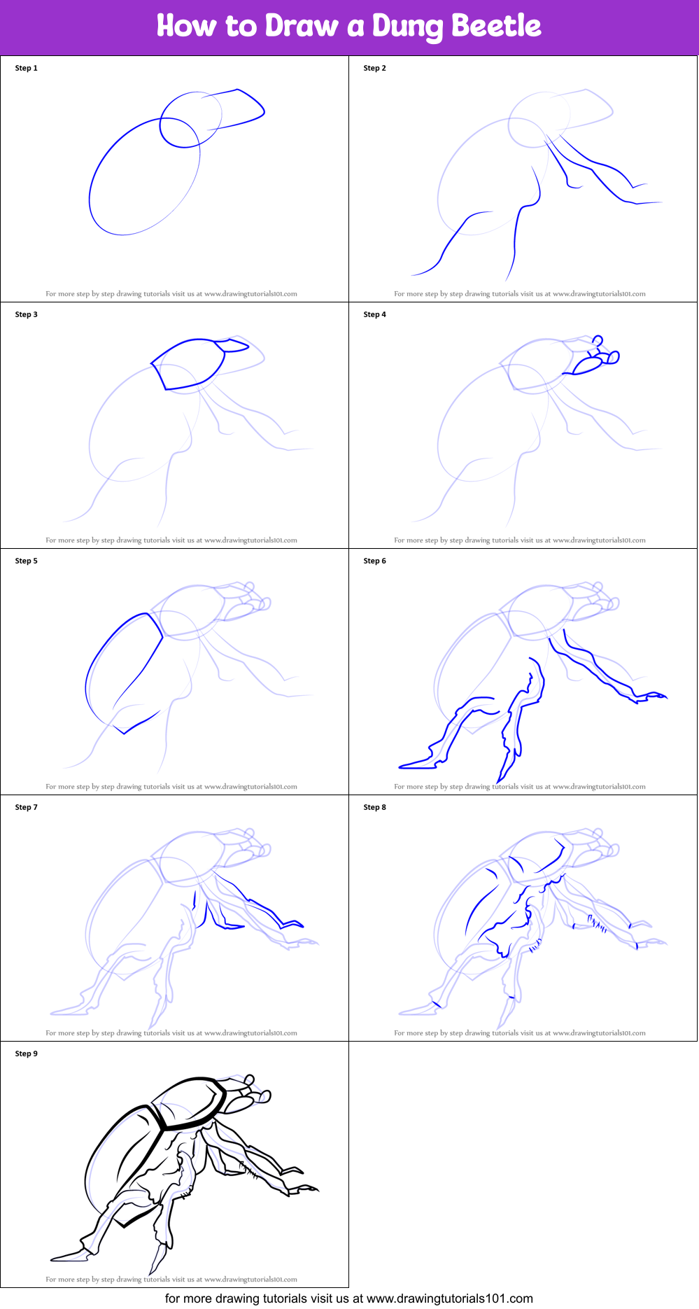 How to Draw a Dung Beetle Printable Step by Step