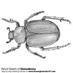 How to Draw an Osmoderma Beetle