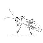 How to Draw a Soldier Beetle