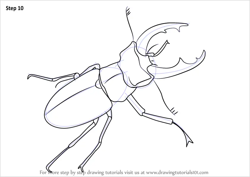 Learn How to Draw a Stag Beetle (Beetles) Step by Step : Drawing Tutorials