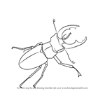 How to Draw a Stag Beetle