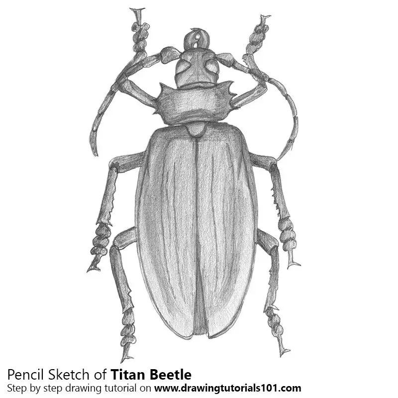 Pencil Sketch of Titan Beetle - Pencil Drawing