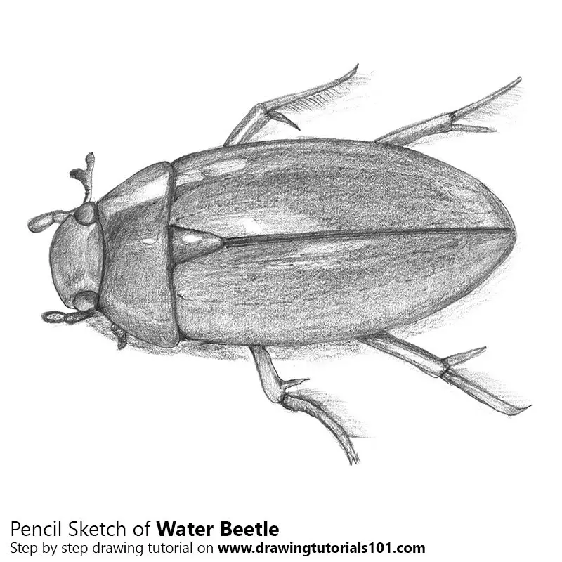 Pencil Sketch of Water Beetle - Pencil Drawing