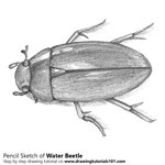 How to Draw a Water Beetle