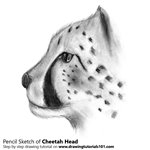 How to Draw a Cheetah's Head