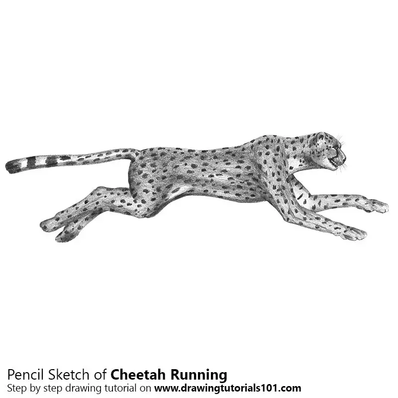 Cheetah Running Pencil Drawing How to Sketch Cheetah