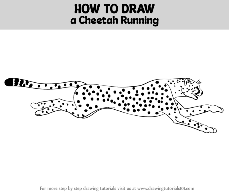 How to Draw a Cheetah Running (Big Cats) Step by Step